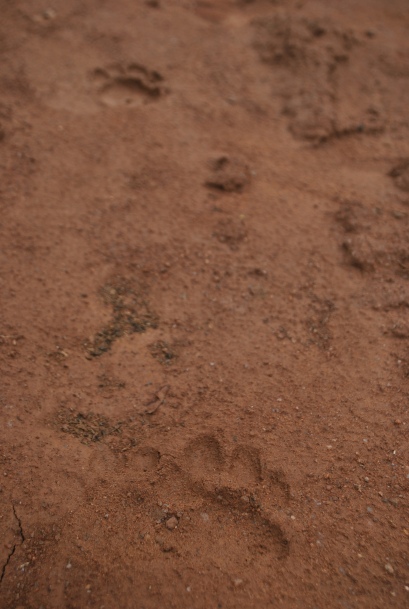 Tracks caught in soft mud